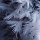 frosty spruce