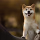 Happy shibe