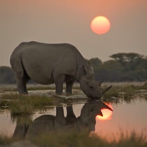 Rhinoceros at Sunset