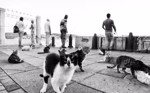 Street cats