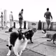 Street cats