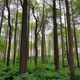 Ancient forest