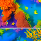 coralReef
