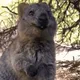 Quokka