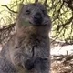 Quokka