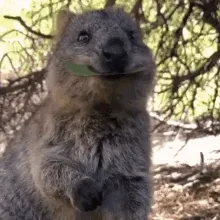Quokka