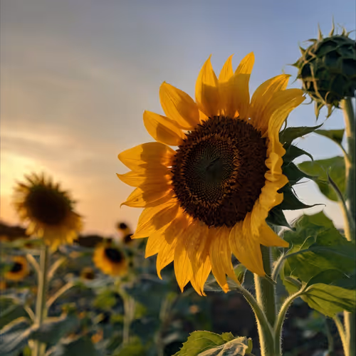 SUNFLOWERSHINE