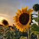 SUNFLOWERSHINE