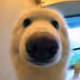 boopthecoin