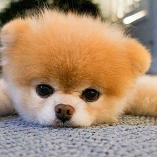 Fino Dog