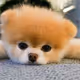 Fino Dog