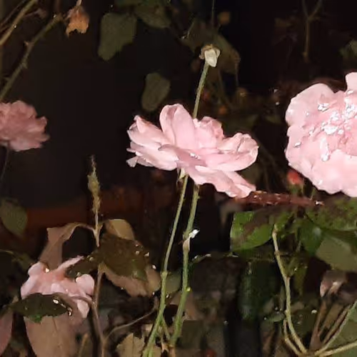 pink flowers