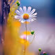 Nice flower