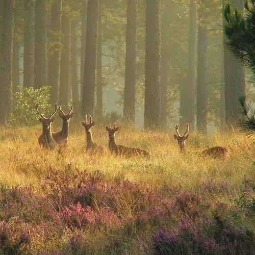 deer in the clearing