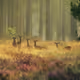 deer in the clearing