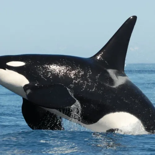 Orca NFT