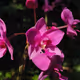 Summer Flowers
