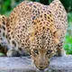 leoarb
