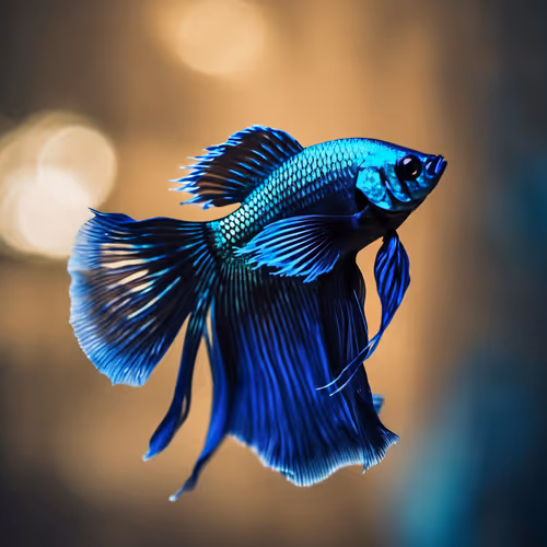 Bettas