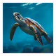 Sea Turtle Time