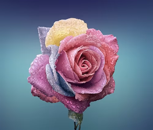 joi
