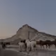 herd of horses