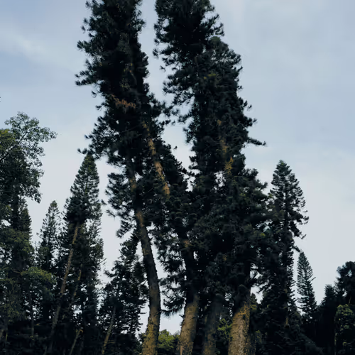 Twilight Myth Makers