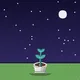 Plant #0063