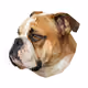 Bulldog