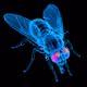 Arc Fly