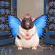 323