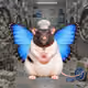 Fat Cat Bat Rat Wif Hat #00809