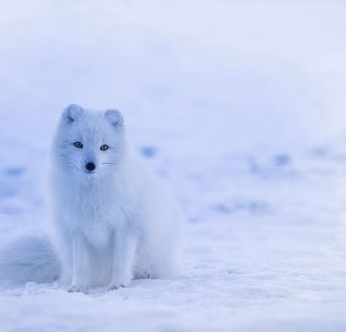 dog blanche