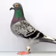 pigeon