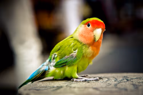 Item #53919893334301279589334030174039261347274288845081144962207220498433 Media