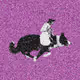 Monkey Rodeo