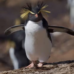 pinguin2