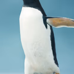 pinguin