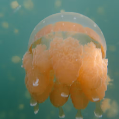 Jelly fish#1