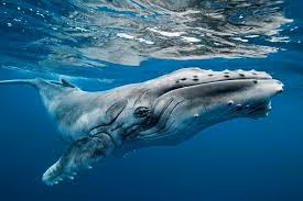 Whales