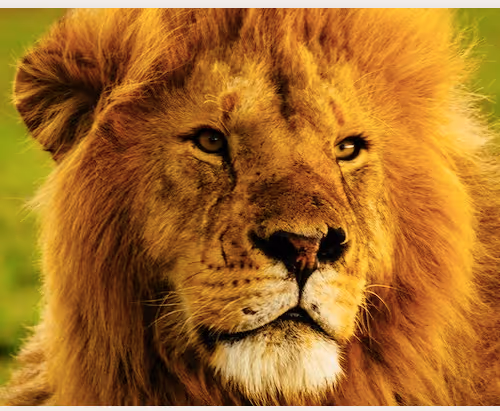 Lion collection