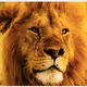 Lion collection