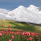 Mount