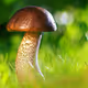 mushrooms