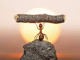 King of Ant