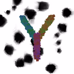 Y