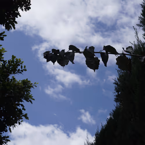 FHIGHIBZ AVAX Photography