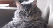 angry cats