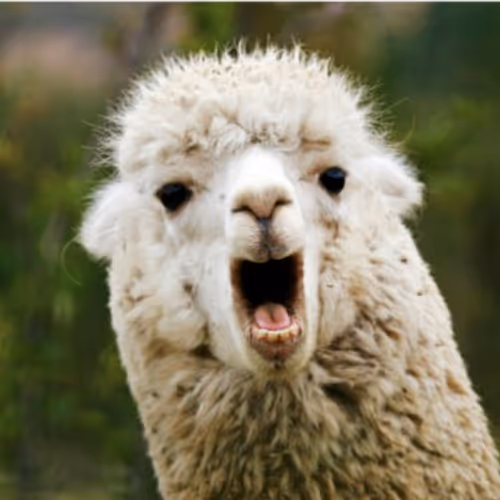 Llama
