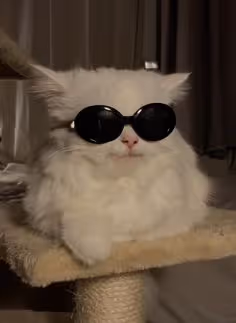 Item #107839786668602559178668060348078522694548577690162289924414440996865 Media